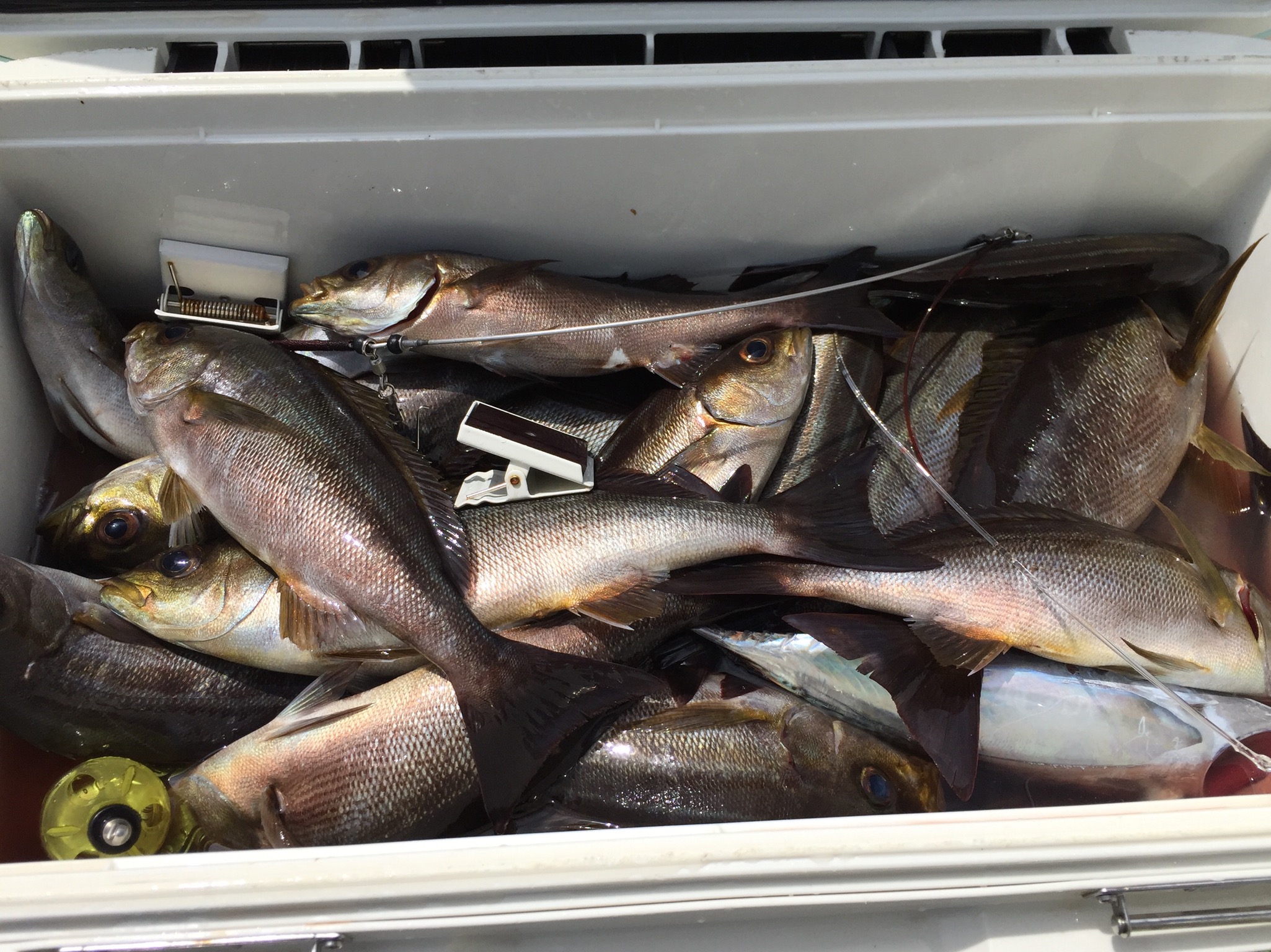 日イサキシマアジ釣り 大原港の釣り船 天の清栄丸