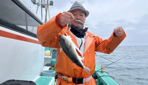 12日ショウサイフグ